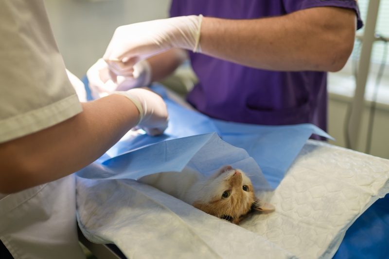 veterinaire-LES SALLES SUR VERDON-min_health-4385852